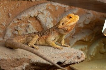 Agama vousatá a terárium