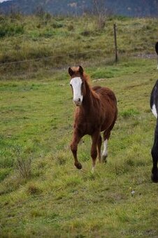 Perspektívny aph žrebček
