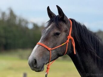 Hřebeček/valášek ČT nar. 3/2024