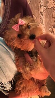 Jorkšírský teriér s PP fenečka