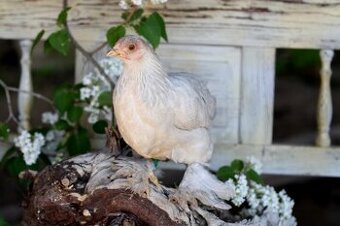 Brahmánka zdrobnělá isabela