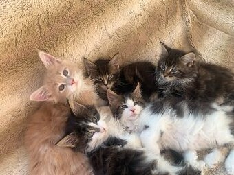 mainská mývalí s PP - kocourci