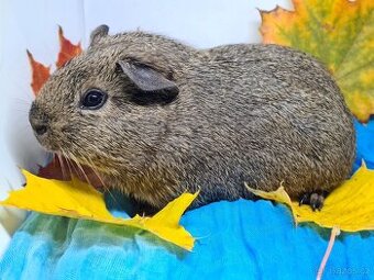 Morče, kluk - Hugo, již k odběru