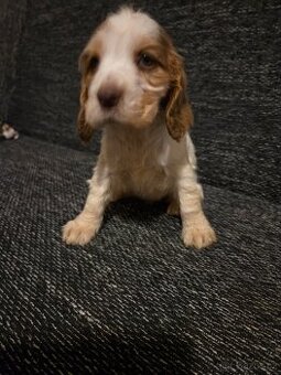 Anglický kokršpaněl