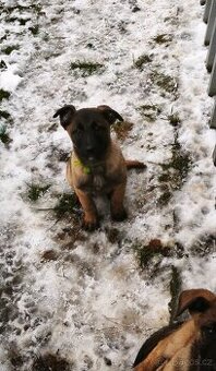 Belgický ovčák malinois