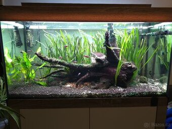 Neonka červená + Parmička černopruhá