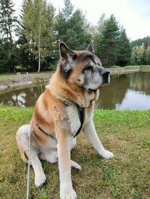 Americká akita - 1
