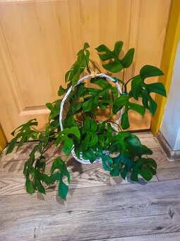 Monstera Minima