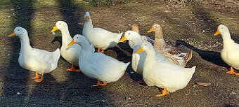 Káčata