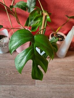 Monstera minima