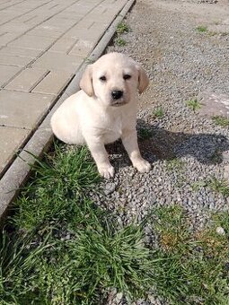 Labradorský retrívr/retriever