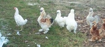 Hedvabničky , ayam Cemani - 1