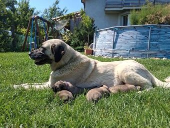 Kangal - 1