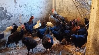 Bresse, marans, vlaška