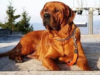 Tosa inu -rezervace na štěňátka černé i červené -podzim/zima