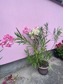 Oleandr
