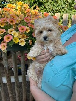 K prodeji pejsek Tik Tok golddust yorkshire terrier