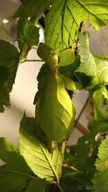 Lupenitka - strašilka. Letranti Tataba. Lupenitka Fipínská. - 1