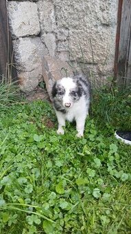 Štěňátko Border Kolie Blue merle
