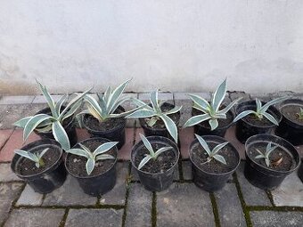Prodám agáve žlutozelená