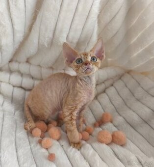 Koťátko Devon rex s PP.