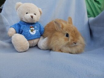 Nádherní liščí králíčci k odběru