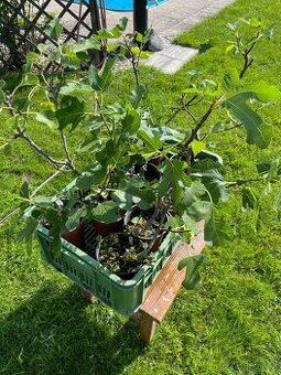 Fíkovník smokvoň (Ficus carica) - více druhů
