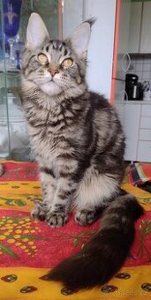 Prodám mainskou mývalí kočičku s PP