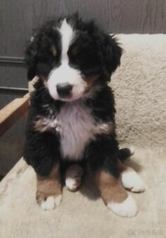 Bernský salašnický pes - štěňata bez PP - 1