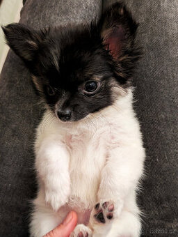 ČIVAVA ŠTĚNĚ FENKA