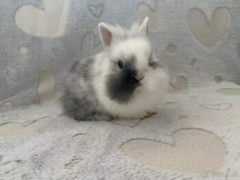 Zakrslý králíček lvíček