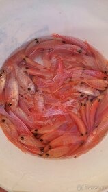 TLAMOVCI    TANGANIKA      MALAWI