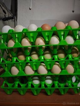 násadová vejce / násadové vejce / NV