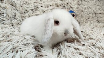 Zakrslý beránek, králíček, králík - ROBBIE