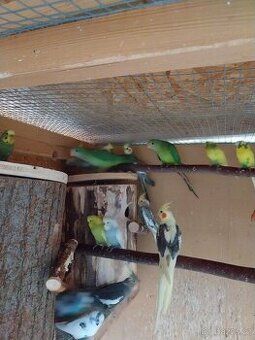 Papoušek nádherný