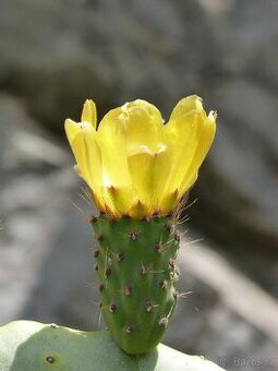 Opuncie mrazuvzdorna zluta , cervena barva kvetu