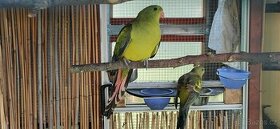 Papoušek horský par