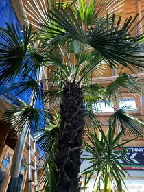 Palma Trachycarpus fortunei