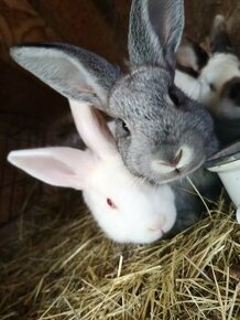 Prodám králíky k dokrmení české strakáče
