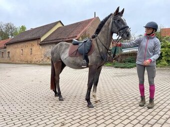 pony do sportu, k rekreaci