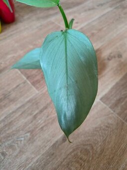 Philodendron Hastatum Silver sword