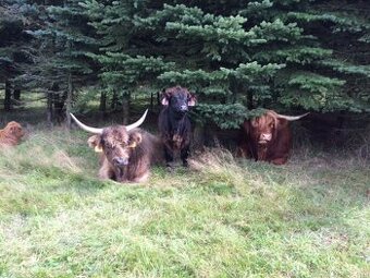 jalovice highland