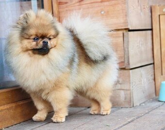 Pomeranian s PP FCI