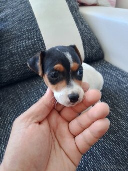 Jack Russell teriér