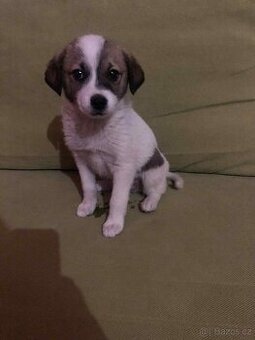 Jack Russell
