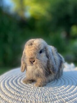 Mini Lop s VP