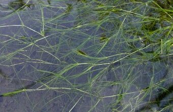 Zannichellia palustris – Šejdračka bahenní