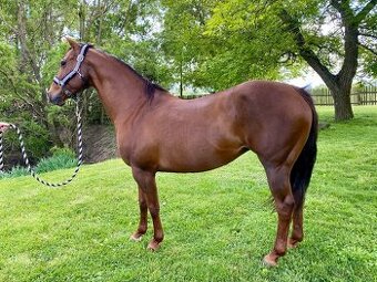 Klisna American Quarter Horse