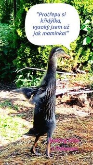 Indičtí běžci a běžkyně hledají nový domov 🦆🦆🦆