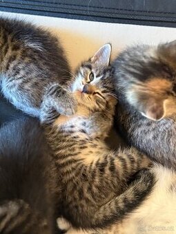 Koťátka - kocourek - 1